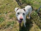Adopt JUSTICE a Pit Bull Terrier