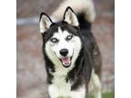 Adopt RYKER a Siberian Husky