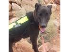 Adopt REBEL a Labrador Retriever