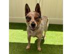 Adopt WATSON a Australian Cattle Dog / Blue Heeler