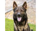 Adopt BAKER a German Shepherd Dog