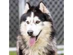 Adopt ZEPHYR a Siberian Husky
