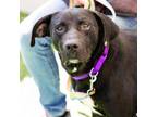 Adopt CAESAR a Labrador Retriever