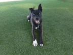 Adopt AZUL a Siberian Husky