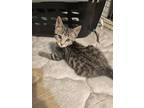 Adopt NIKO a Domestic Short Hair, Tabby