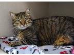 Adopt MEOWTIS a Domestic Medium Hair