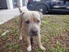 Adopt LEO a Pit Bull Terrier