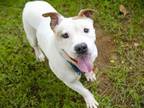 Adopt CLYDE a American Staffordshire Terrier, Mixed Breed