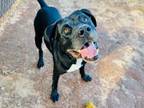 Adopt JACK a Labrador Retriever, Mixed Breed