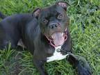 Adopt GRUNT a American Staffordshire Terrier, Mixed Breed