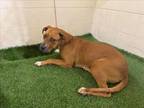 Adopt A1197802 a Labrador Retriever, Mixed Breed