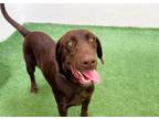 Adopt JAVA a Labrador Retriever