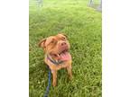 Adopt ZEUS a Pit Bull Terrier