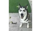 Adopt AXLE a Siberian Husky