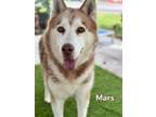 Adopt MARS a Siberian Husky