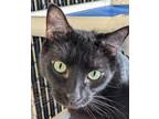 Adopt BABY a Domestic Short Hair