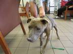 Adopt CHRIS a Pit Bull Terrier, Mixed Breed