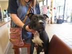 Adopt FLOKI a American Staffordshire Terrier, Mixed Breed