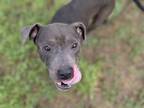 Adopt SHADE a Pit Bull Terrier, Mixed Breed