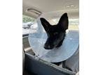 Adopt MURPHY a German Shepherd Dog