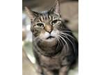 Adopt Taz a Domestic Short Hair