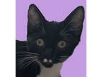Adopt Max a Domestic Short Hair, Tabby