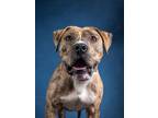 Adopt Lemon Cupcake a Labrador Retriever, Mixed Breed