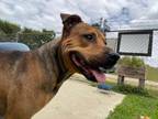 Adopt Theo a Mixed Breed