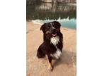 Adopt River a Australian Shepherd