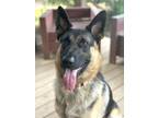 Adopt Journey a German Shepherd Dog