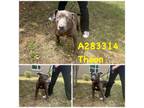 Adopt THEON a Pit Bull Terrier