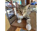 Adopt Pepper a Domestic Short Hair