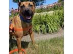 Adopt Rover a Black Mouth Cur