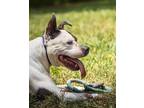 Adopt Grant a American Pit Bull Terrier / Mixed dog in Germantown, OH (38974071)