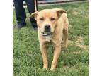 Adopt WINKY JOE a Carolina Dog, Mixed Breed