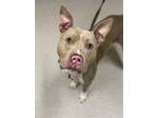 Adopt SPACE COWBOY a American Staffordshire Terrier, Mixed Breed