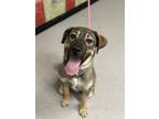 Adopt BALTO a German Shepherd Dog, Mixed Breed