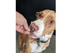 Adopt Jack a Hound, Australian Shepherd