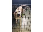 Adopt Skip a Labrador Retriever, Boxer