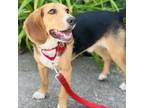 Adopt Winston a Beagle