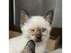 Adopt Pooh Bear a Siamese