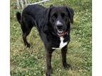 Adopt Froggy a Mixed Breed