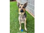 Adopt GHOST a German Shepherd Dog