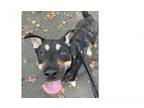 Adopt Nicky a German Shepherd Dog