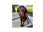 Adopt Liam a Vizsla, Weimaraner