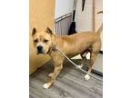Adopt Mortimer a Cane Corso
