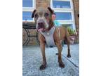 Adopt Lucas a Pit Bull Terrier
