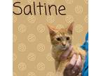 Adopt Saltine a Domestic Short Hair