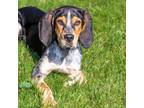 Adopt GAVIN a Bluetick Coonhound