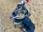 Adopt KLEIN a German Shepherd Dog